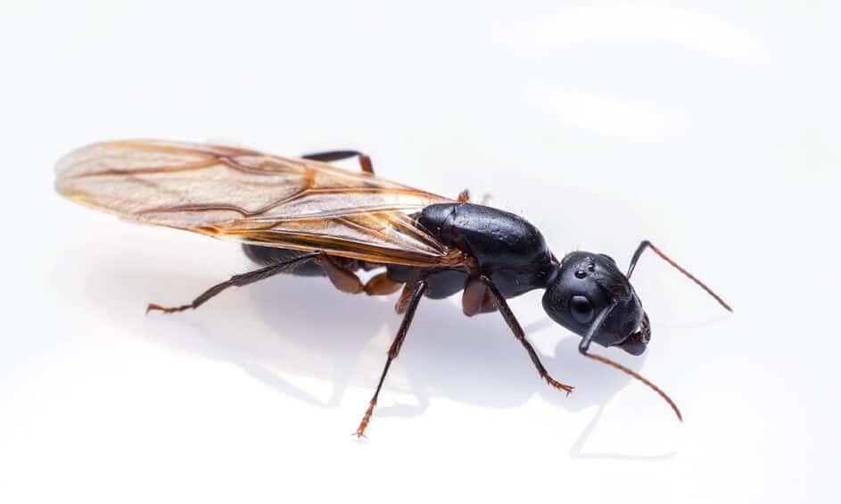 Ants or Termites? — image 1