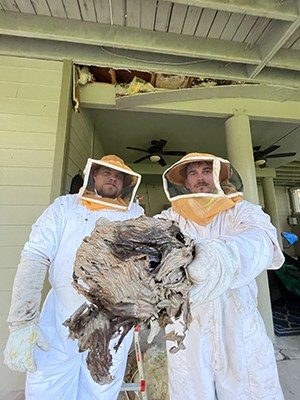 Angel Home & Commercial Services Wasp Removal