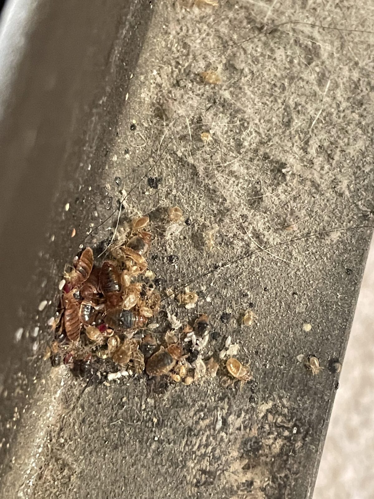 Bed Bugs — image 1