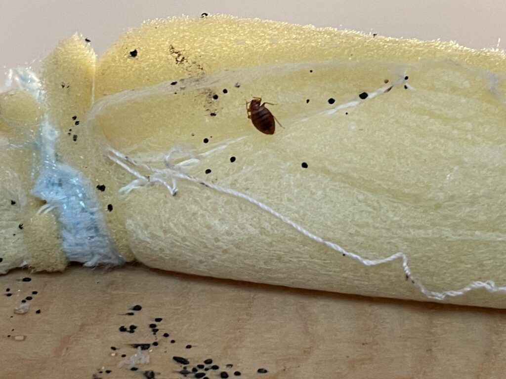 Bed Bugs — featured image
