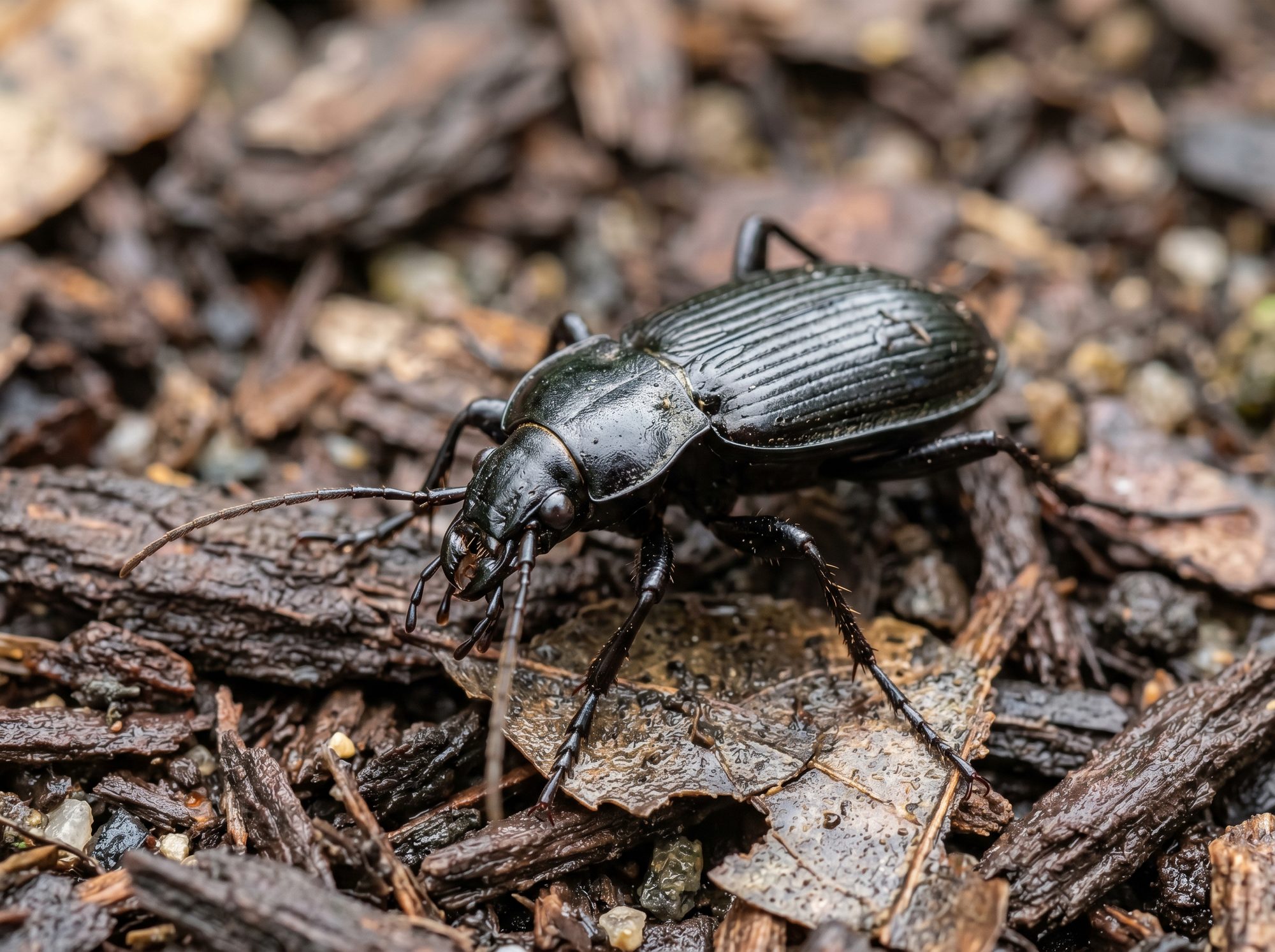 Beetle identification photo — Angel Home & Commercial Services pest library