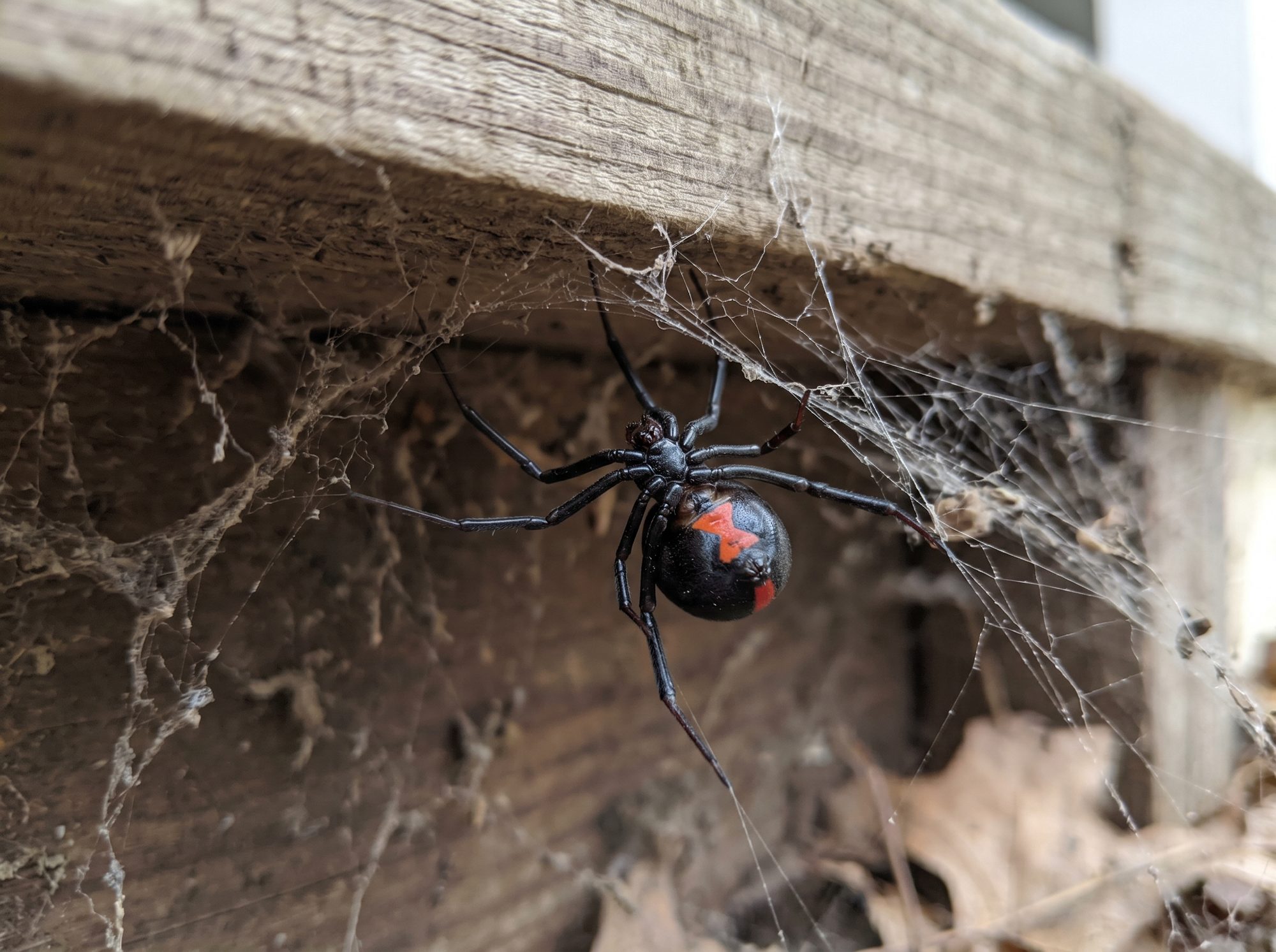Black Widow Spider identification photo — Angel Home & Commercial Services pest library