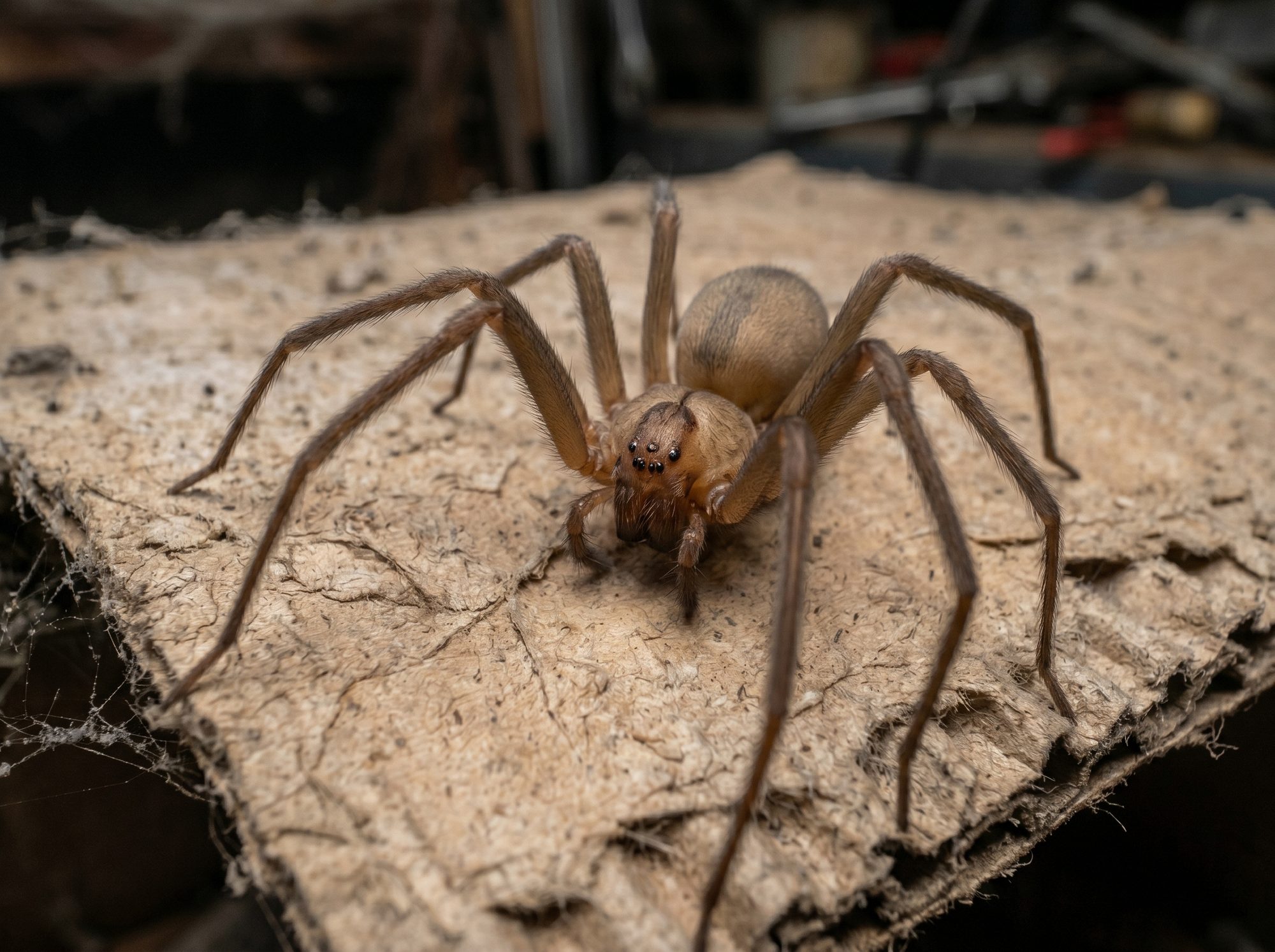 Brown Recluse Spider identification photo — Angel Home & Commercial Services pest library