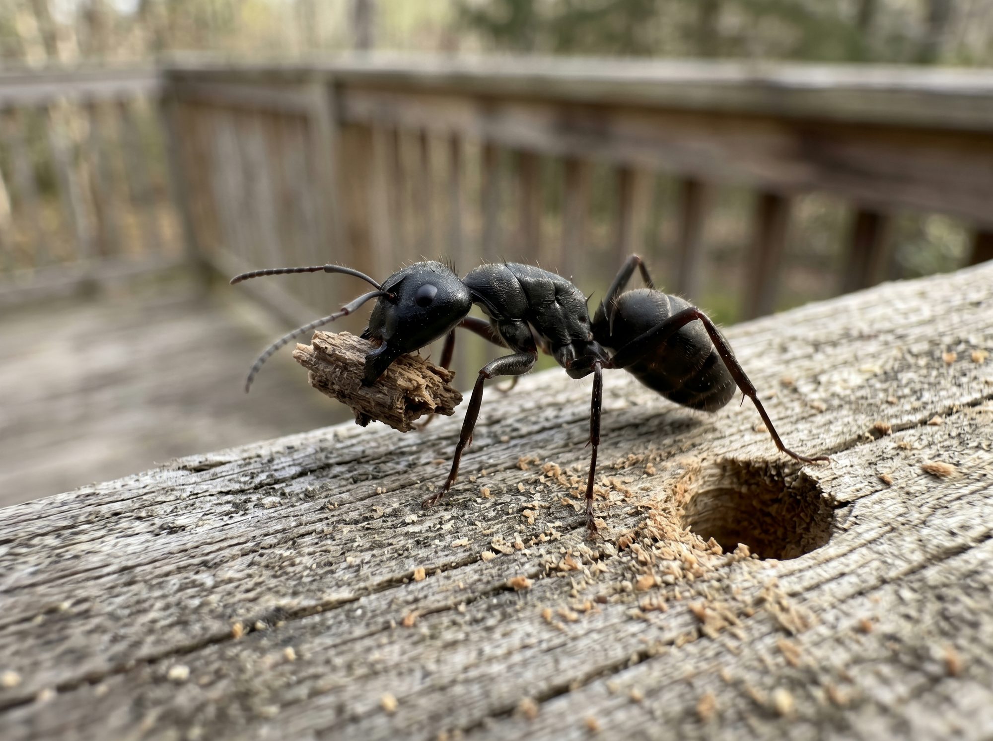 Carpenter Ant identification photo — Angel Home & Commercial Services pest library