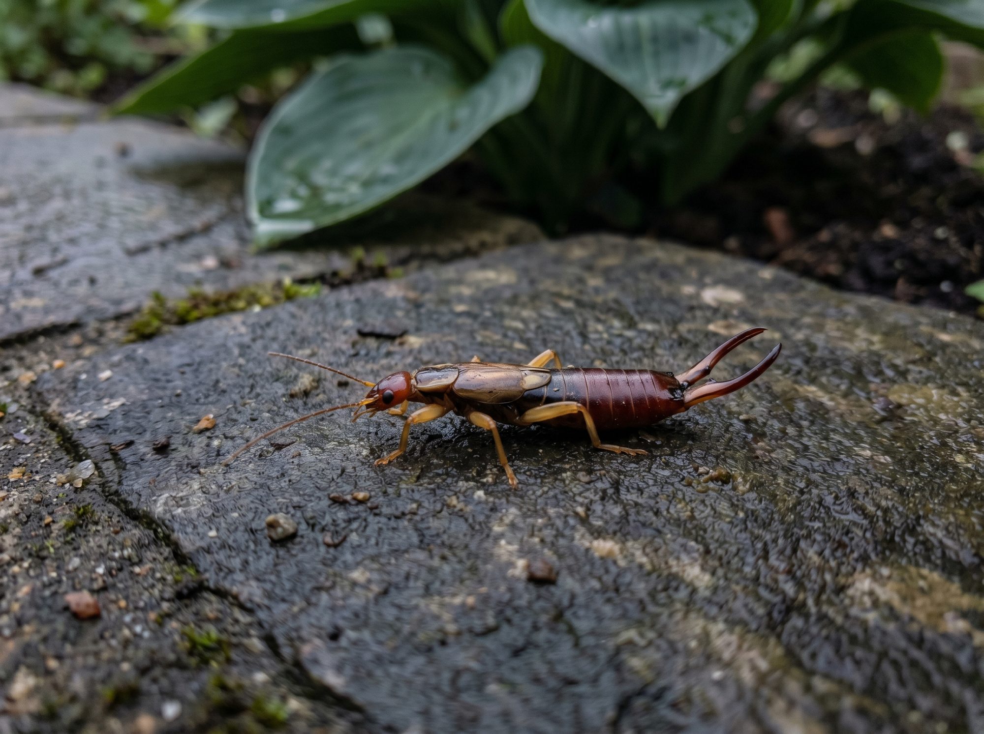 Earwig identification photo — Angel Home & Commercial Services pest library