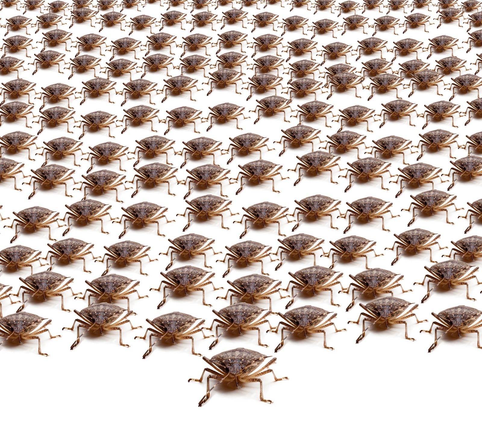 Fall Invaders and Occasional Invaders: Asian Lady Beetles, Stink Bugs, and Boxelder Bugs — featured image