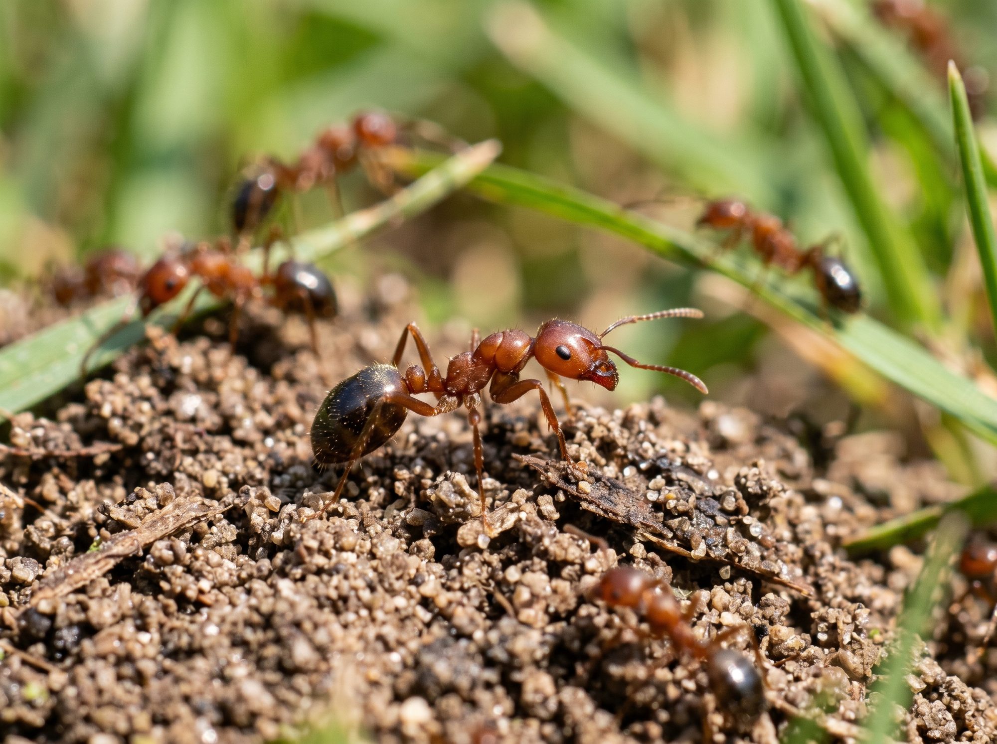 Fire Ant identification photo — Angel Home & Commercial Services pest library