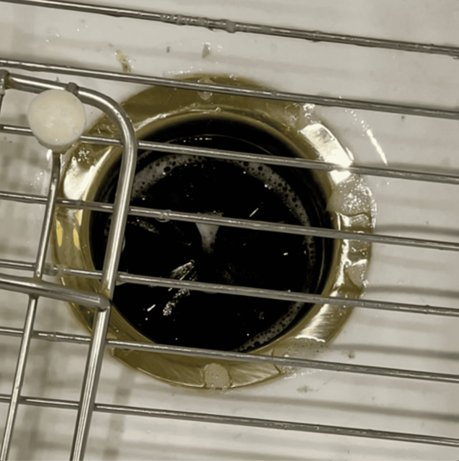 How Sourdough Starter can Cause a Pest Infestation — featured image