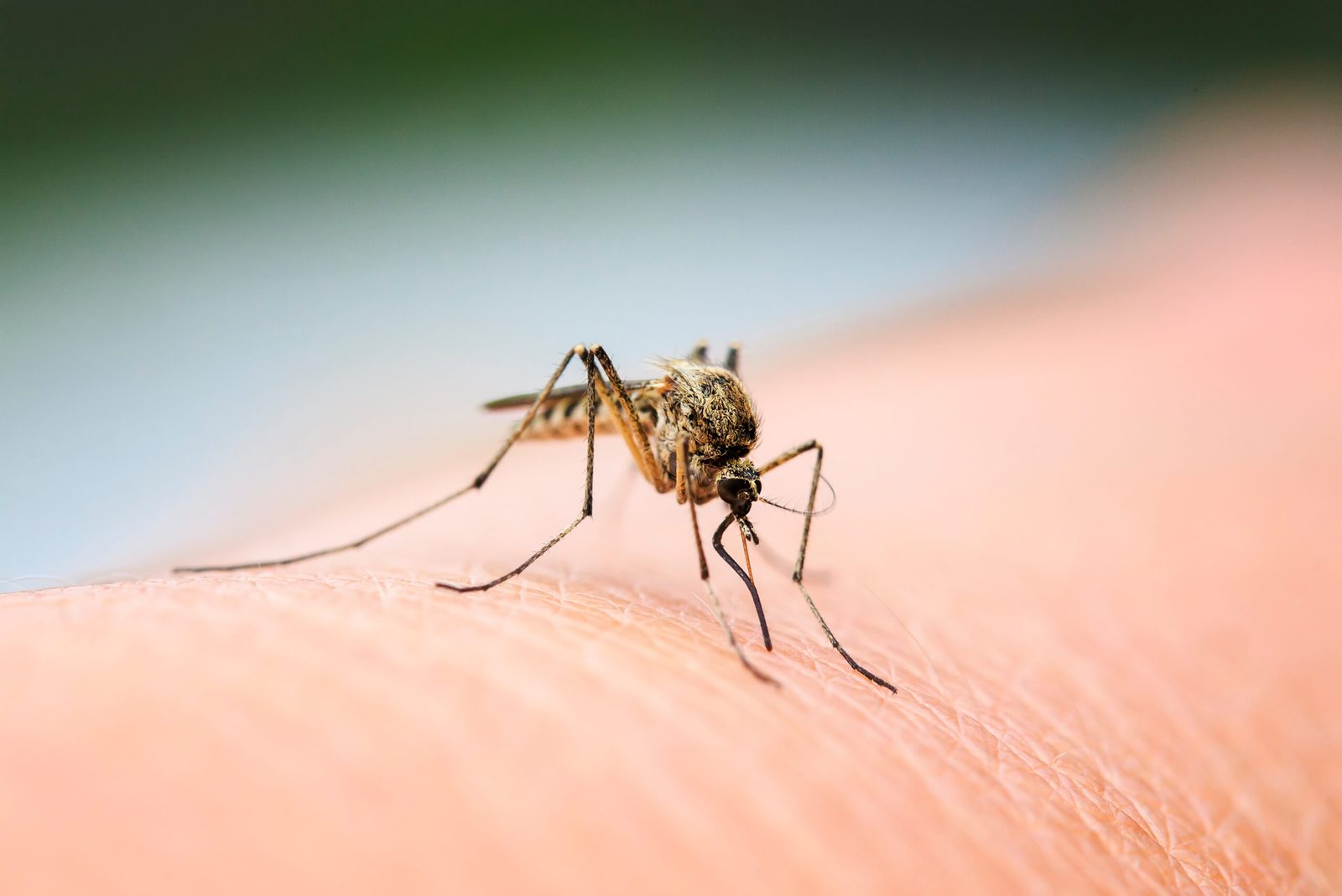 How to Stop Attracting Mosquitoes