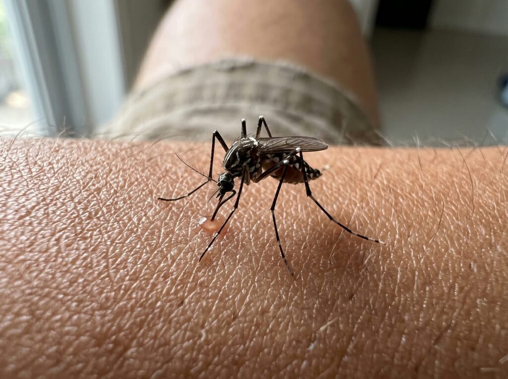 Mosquito identification photo — Angel Home & Commercial Services pest library