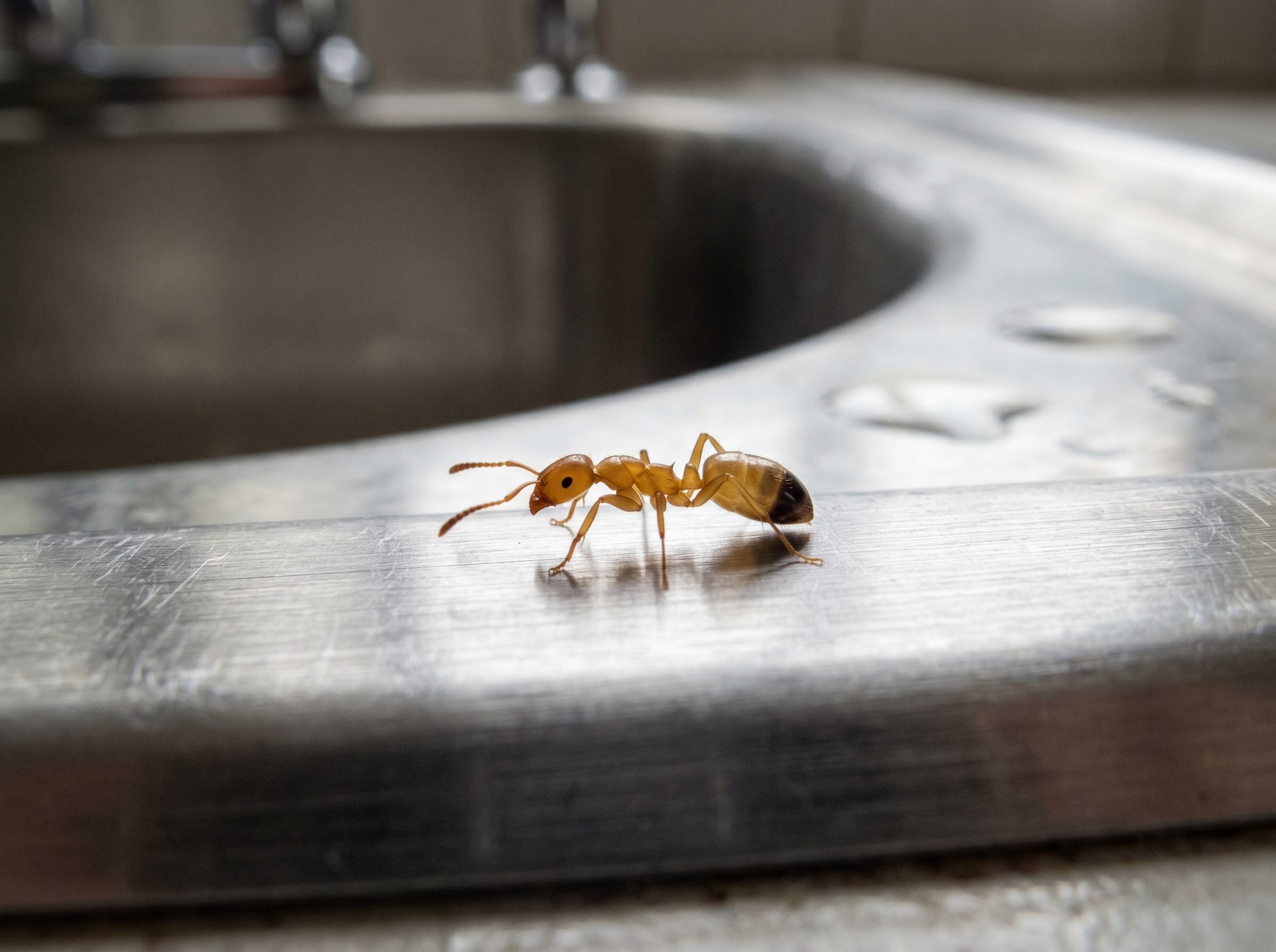 Pharaoh Ant identification photo — Angel Home & Commercial Services pest library