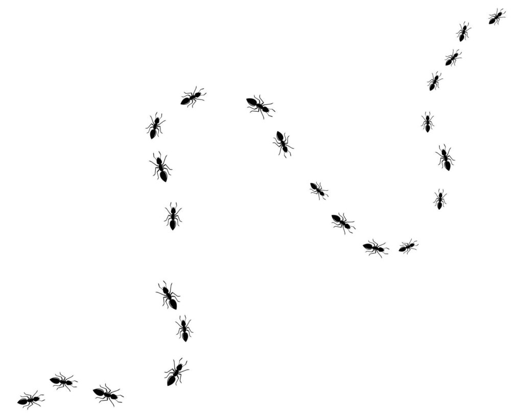 Residential Ant Infestations — featured image
