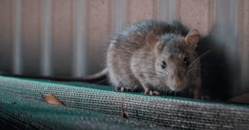 Rodent Infestations — featured image