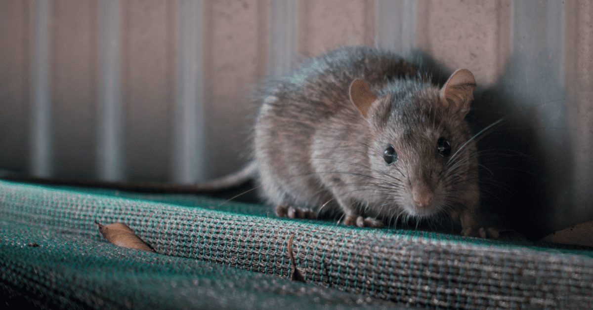 Rodent Infestations — featured image