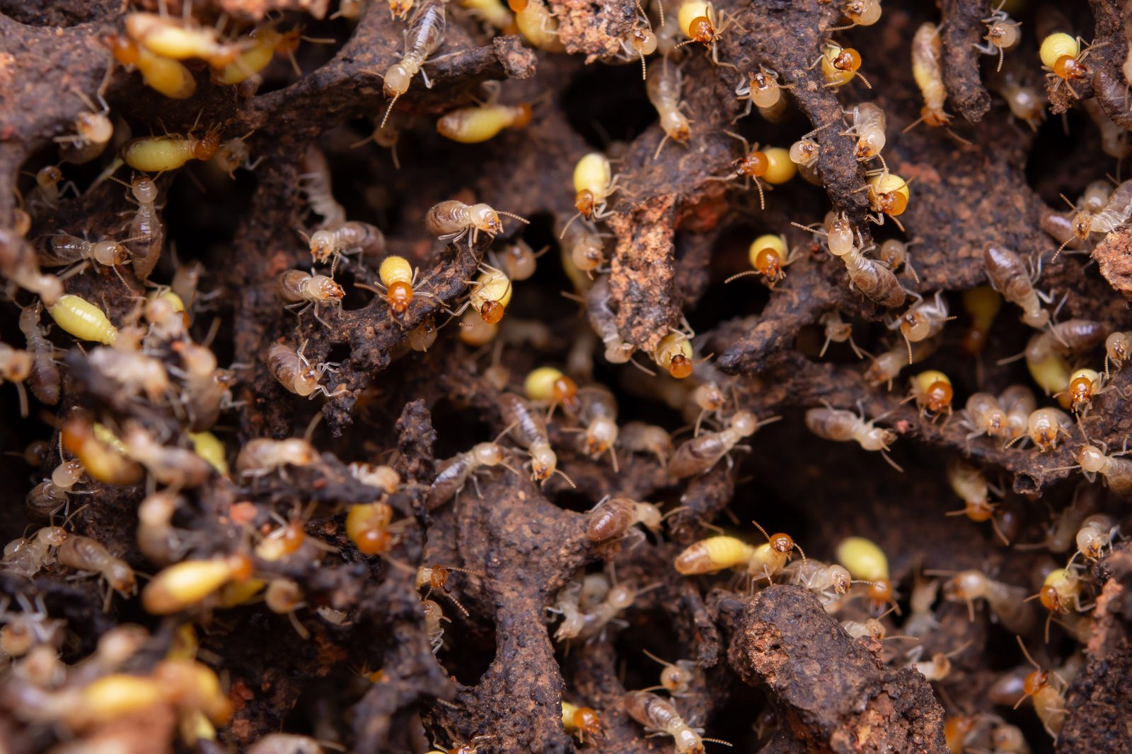 Spring Swarmers: How to Tell Termites from Ants