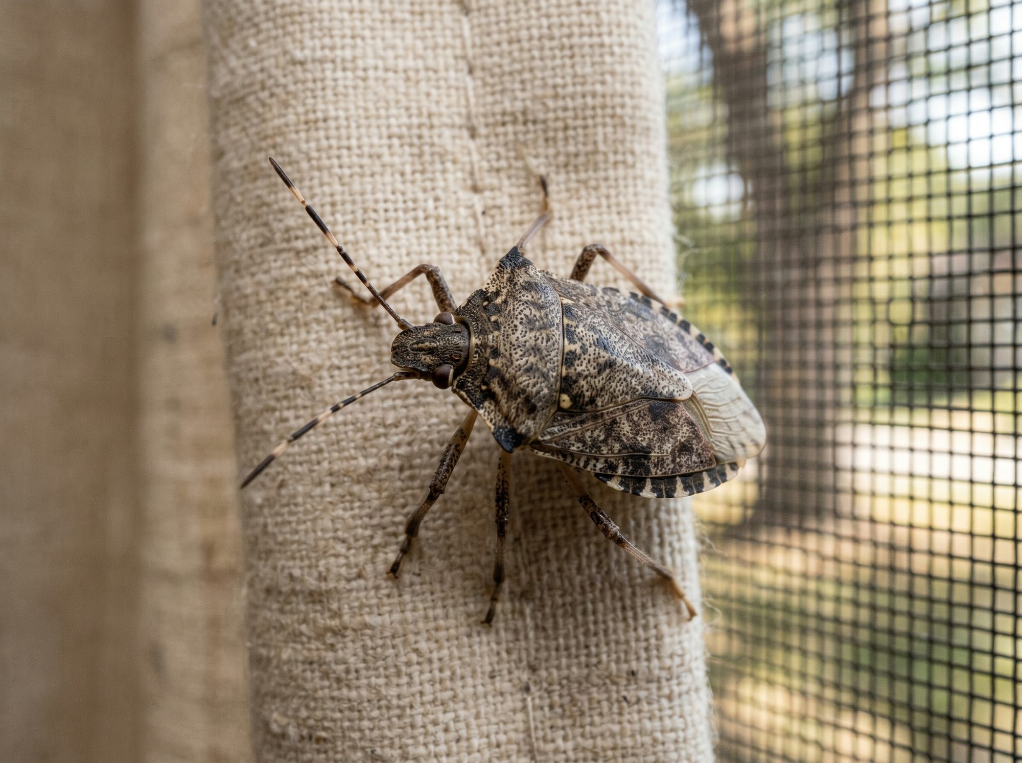 Stink Bug identification photo — Angel Home & Commercial Services pest library