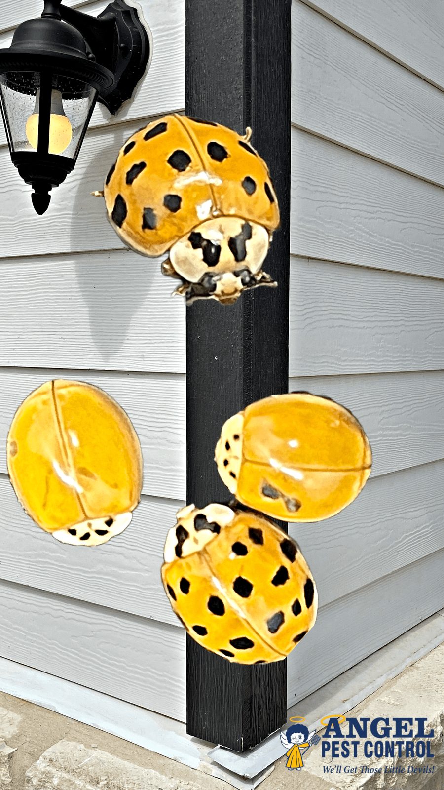 Stink Bugs & Lady Beetles — featured image