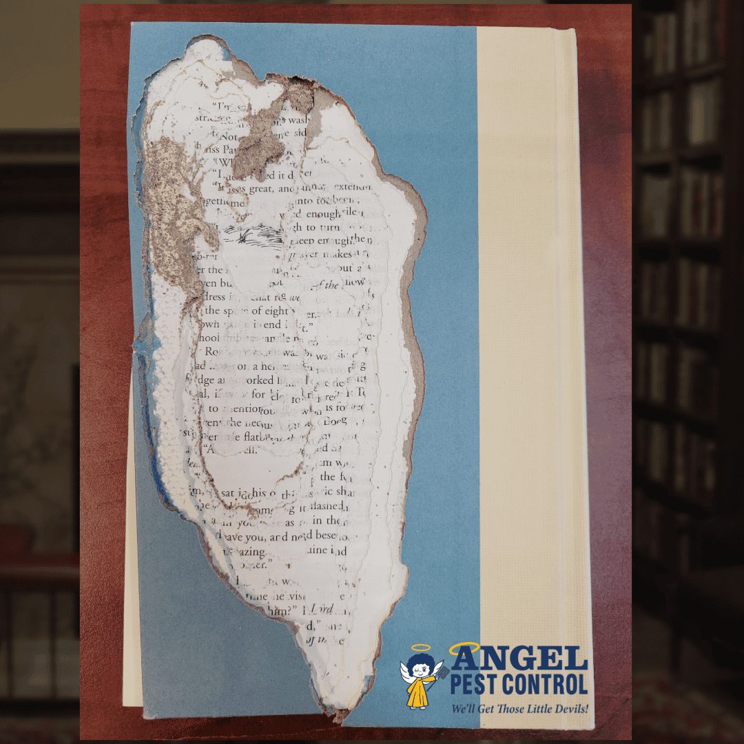 Termites in Your Home Library? — featured image