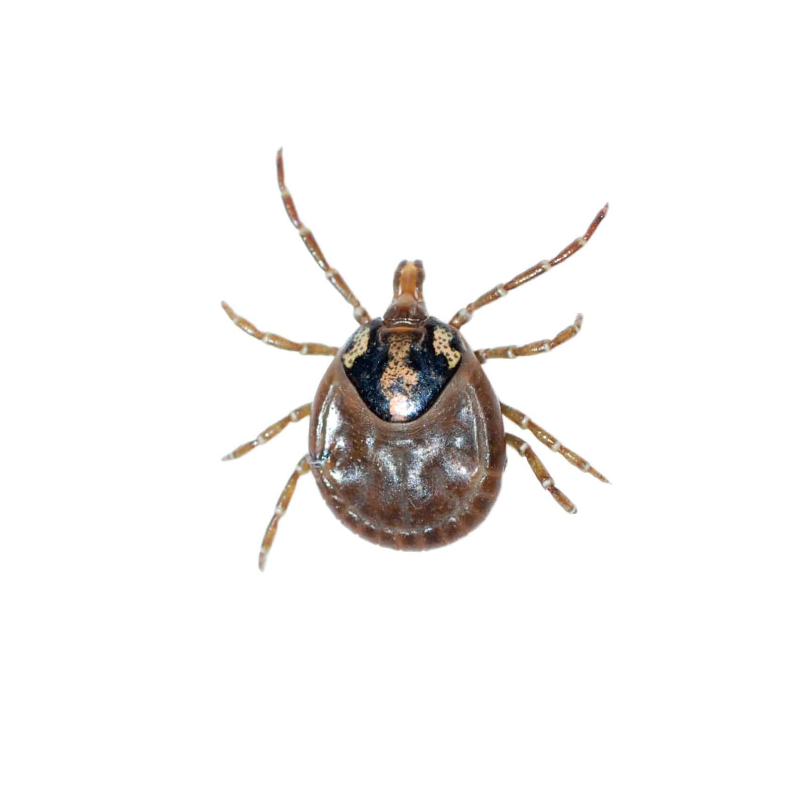 Tick Infestations — featured image