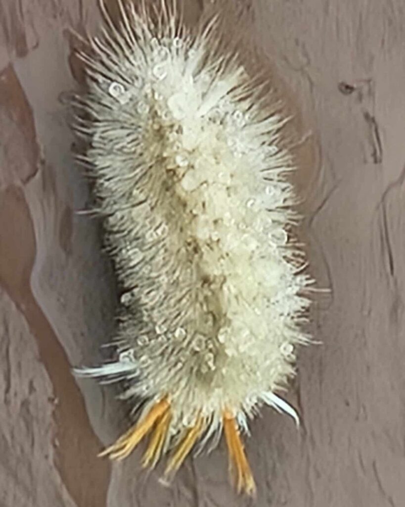 Warning: Stay away from these caterpillars! — featured image