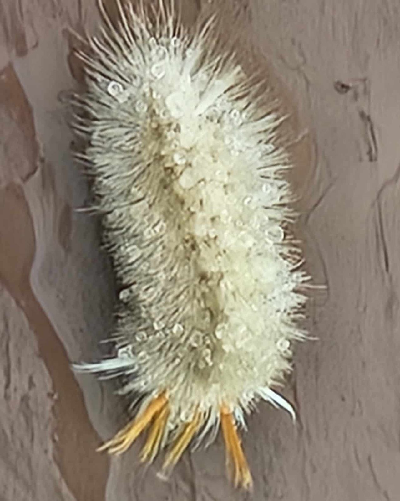 Warning: Stay away from these caterpillars! — featured image